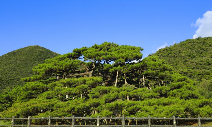 念頭平松の風景